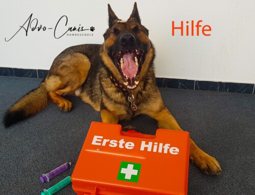 Notfall- und Erste Hilfe Kurs für den Hund mit Tierärztin Janka Dietz