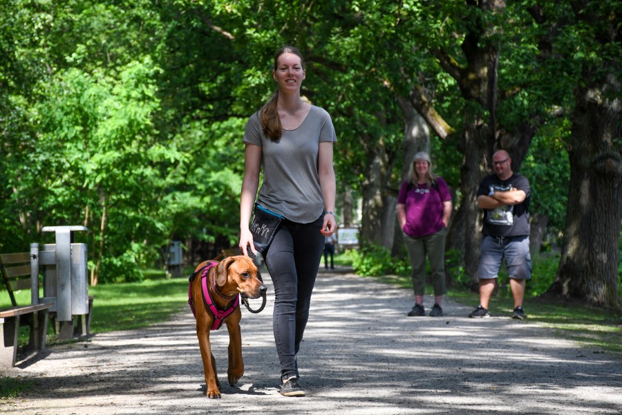Laufen an lockerer Leine- so entspannt mit 40 kg Hund