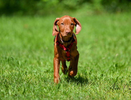 Die Welpenbande startet wieder am Samstag 7.3.26